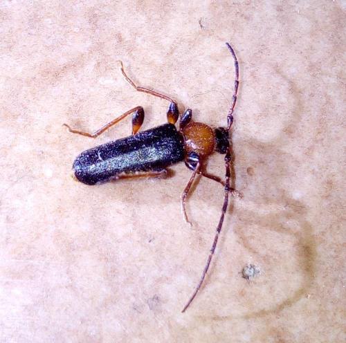 Phymatodes testaceus